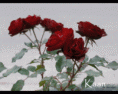 /album/csillogo-rozsak-/a58d4bae2ebf1a258131d0bdc0ec93c87-gif/