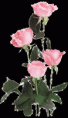 /album/csillogo-rozsak-/a99764p3muabd52m-gif/