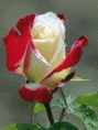 /album/sima-vegyes-viragos-kepek-/c-vpsduxkefn9wi6m8kzfepim6eehbs-gch0cklqlgjpknezjf4iw-gif/
