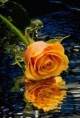 /album/sima-vegyes-viragos-kepek-/gh0el6xvctaskwyxcb-6-qz3rd1gfpia2x5yfwtarca-jpg/