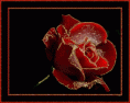 /album/csillogo-rozsak-/a1266345583-29-gif/