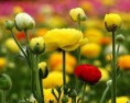 /album/sima-vegyes-viragos-kepek-/a421279-422285117836022-1941082519-n-jpg/
