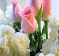 /album/sima-vegyes-viragos-kepek-/auwzb3pjne7yolre1cuxfrkgb3vb6nk73c5u6qgx8bktcbhwnlfzbq-jpg/